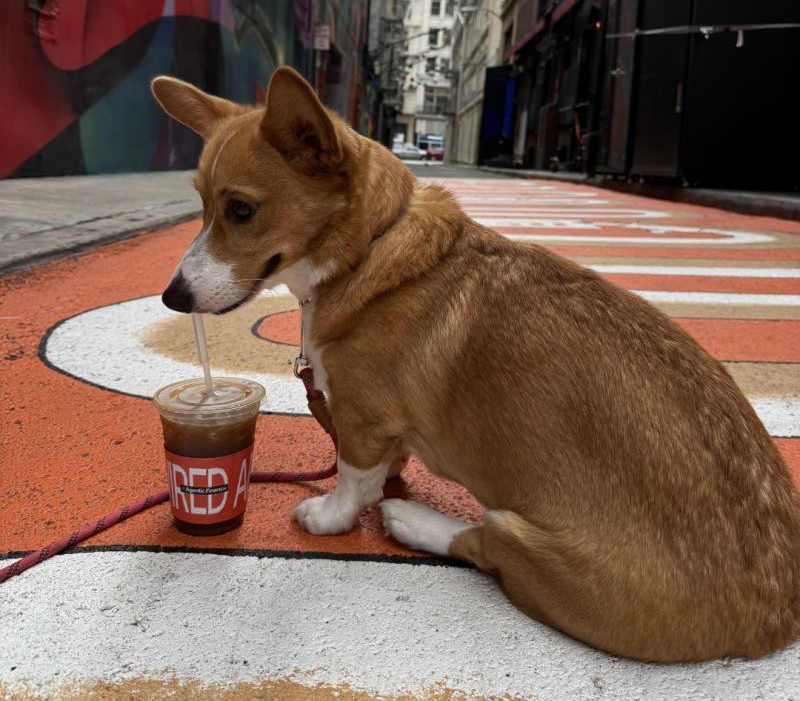 CORGI CAFÉ: GENIUS GTM MOVE OR A RIDICULOUS SPLASH OF CASH?